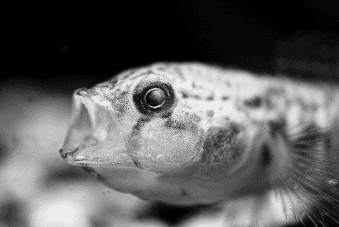 shocked-fish