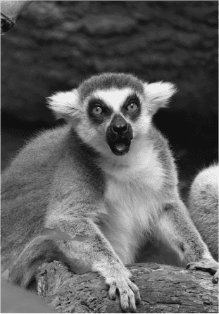 shocked-lemur