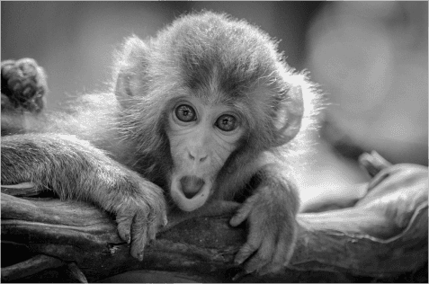 shocked-monkey