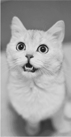 shocked-cat